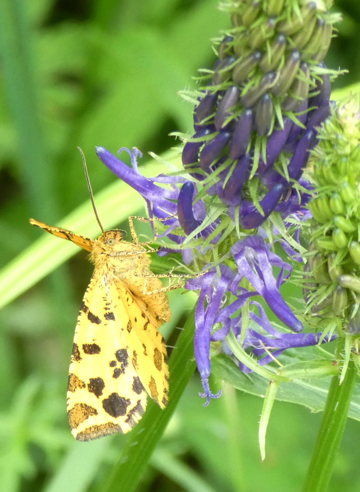 farfalla da identificare